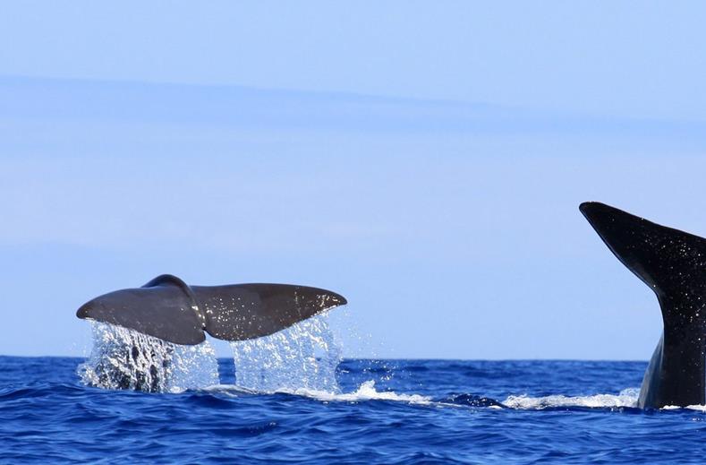 Azoren walvis spotten